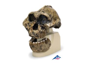 Schädelreplikat Australopithecus boisei
