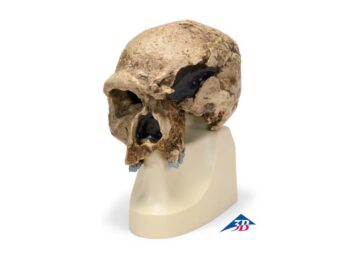Schädelreplikat Homo steinheimnensis