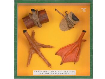 Schaukasten - Typische Vogelfüße