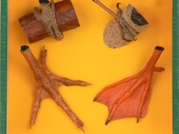 Schaukasten - Typische Vogelfüße