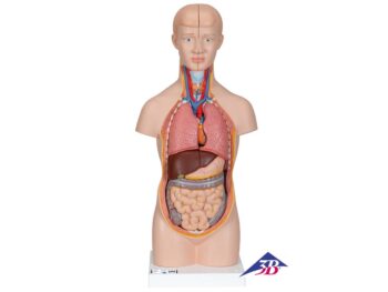 Mini Torso Modell, 12-teilig