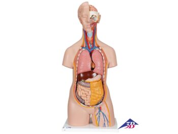 Klassik Torso Model, geschlechtsneutral, 14-teilig