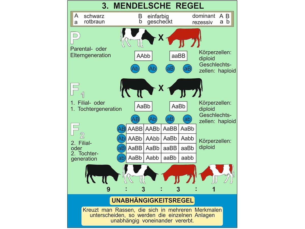 Grundwissen Genetik – Bild 3