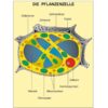 Grundwissen Genetik - Thumbnail Image 4