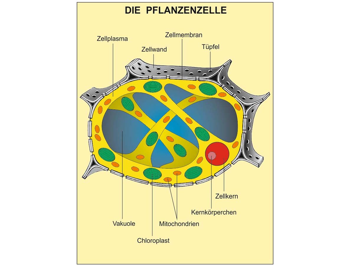 Grundwissen Genetik – Bild 4