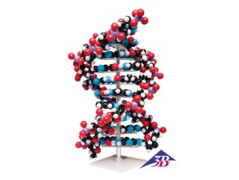 Riesen DNA Modell