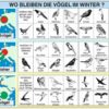 Grundwissen Ökologie 3 - Überwinterung - Thumbnail Image 3
