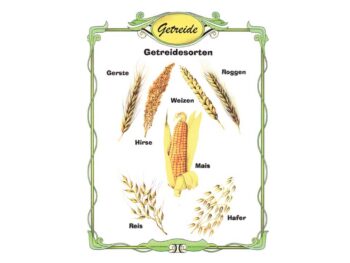 Getreidesorten - Folie A4