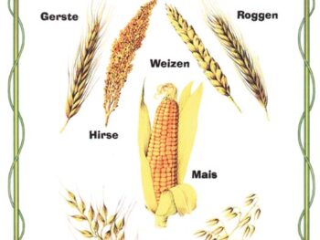 Getreidesorten