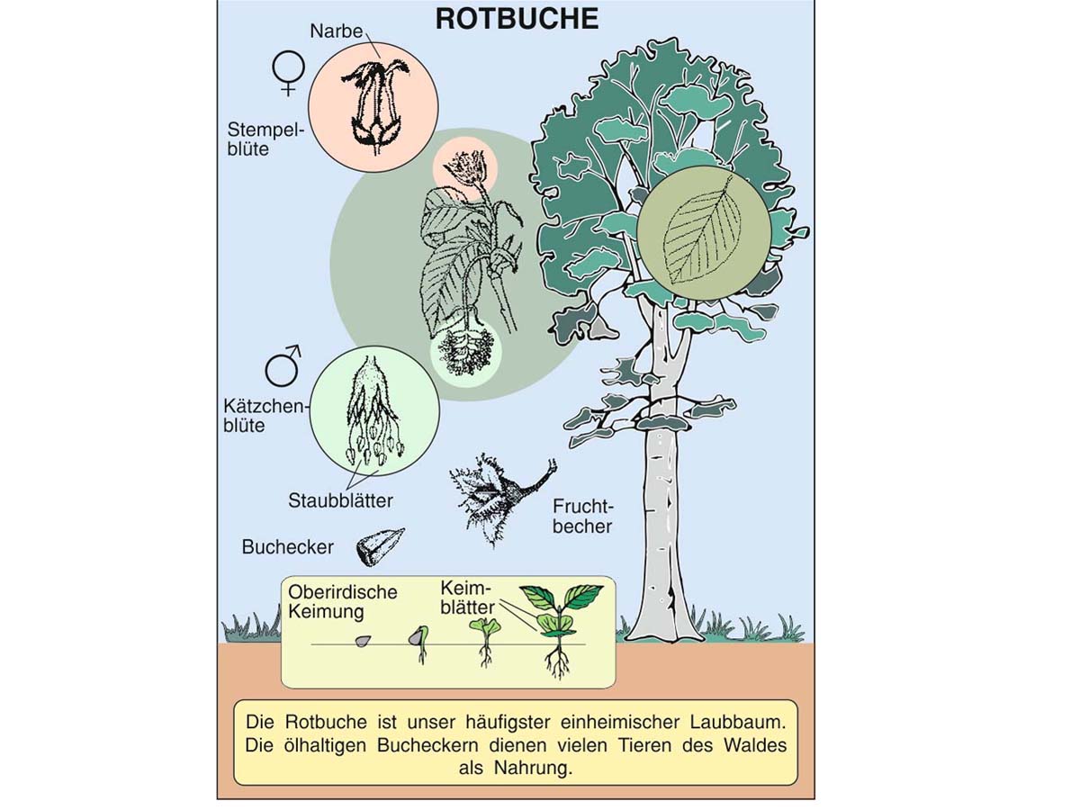 Grundwissen Botanik 2 - Bäume – Bild 2