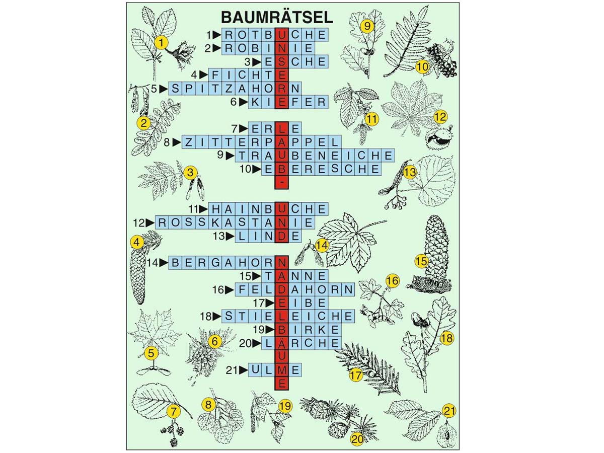 Grundwissen Botanik 2 - Bäume – Bild 3