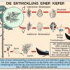 Grundwissen Botanik 2 - Bäume - Thumbnail Image 4