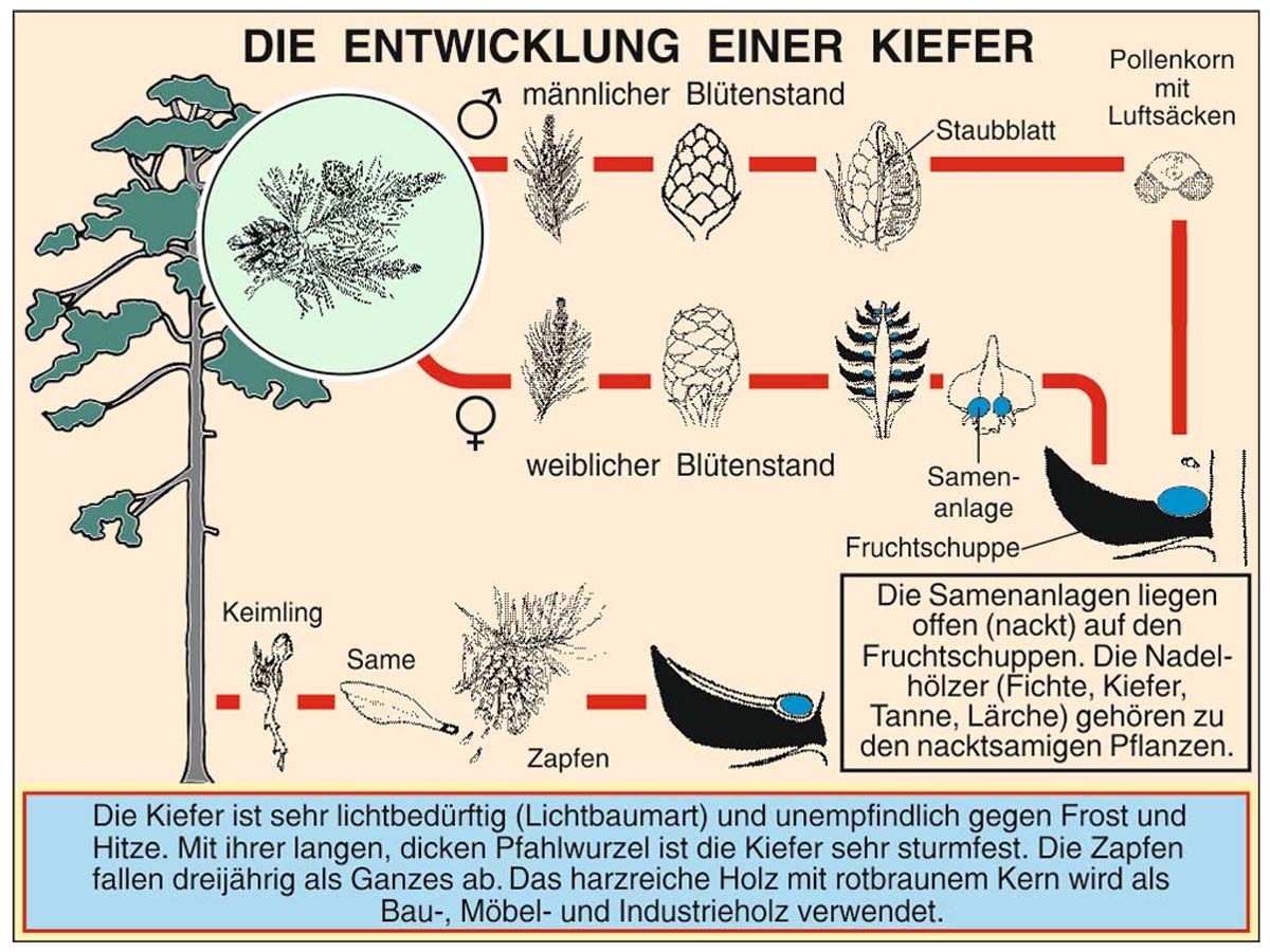 Grundwissen Botanik 2 - Bäume – Bild 4