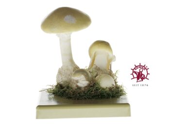 Pilzmodell - Grüner Knollenblätterpilz