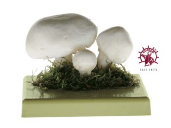Pilzmodell - Wiesenchampignon, Feldegerling