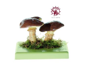 Pilzmodell - Butterpilz