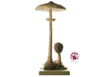 Pilzmodell - Riesenschirmling, Parasol