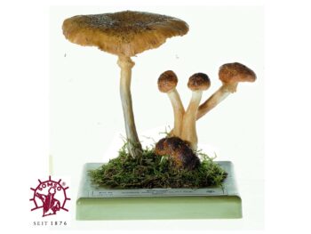 Pilzmodell - Hallimasch