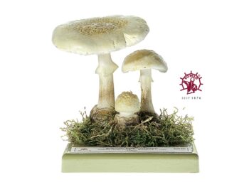 Pilzmodell - Gelber Knollenblätterpilz