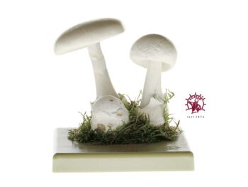 Pilzmodell - Weisser Frühlingsknollenblätterpilz