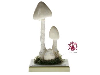 Pilzmodell - Weißer Spitzhütiger Knollenblätterpilz