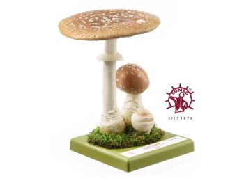Pilzmodell - Brauner Fliegenpilz, Königsfliegenpilz