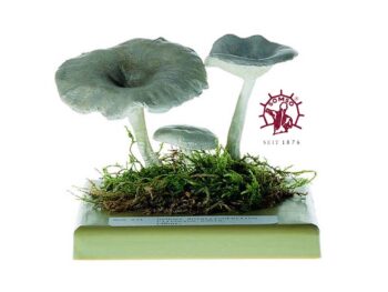 Pilzmodell - Grüner Anistrichterling