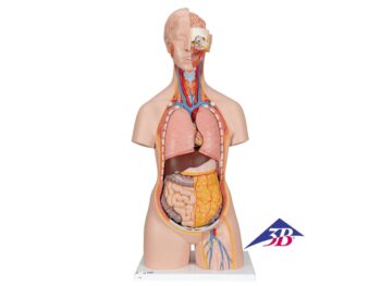 Klassik Torso Modell, geschlechtslos mit geöffnetem Rücken, 18-teilig