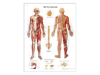 Lehrtafel - Das Nervensystem