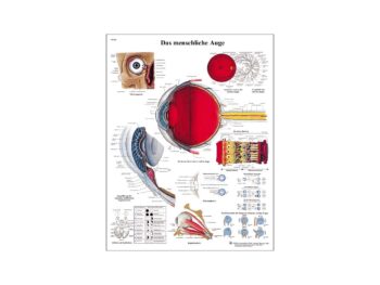 Lehrtafel - Das menschliche Auge
