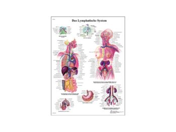 Lehrtafel - Das Lymphatische System