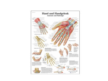 Lehrtafel - Hand und Handgelenk