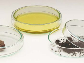 Petrischale aus Glas
