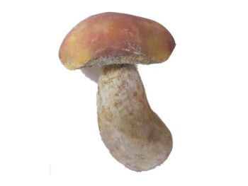 Pilzmodell - Steinpilz