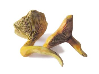 Pilzmodell - Pfifferling