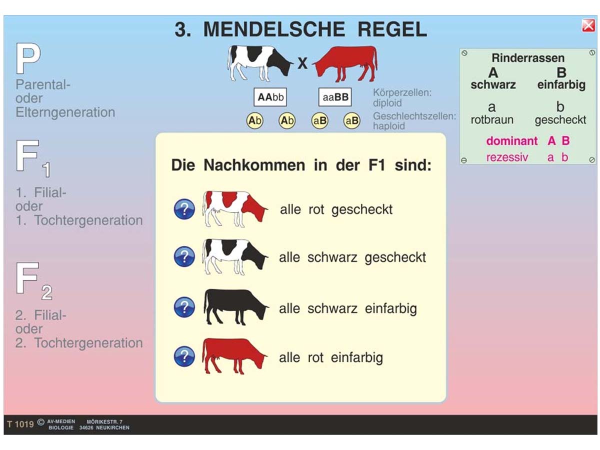 Genetik 2: Klassische Genetik – Bild 2