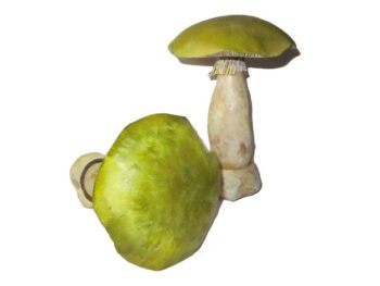 Pilzmodell - Grüner Knollenblätterpilz