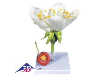Kirschblüte mit Frucht