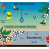 Botanik 1: Blütenpflanzen - Thumbnail Image 2