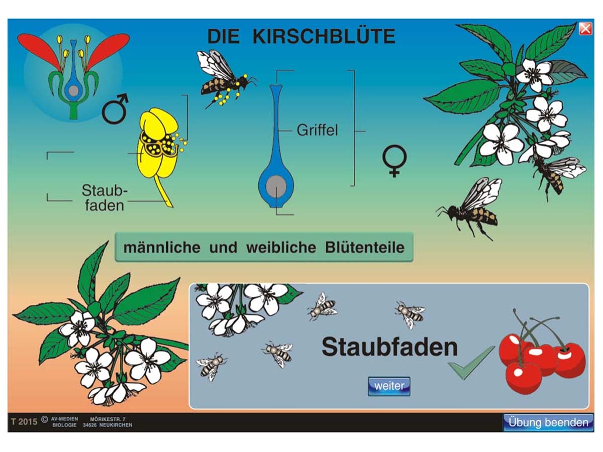 Botanik 1: Blütenpflanzen – Bild 2