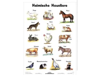 Lehrtafel - Heimische Haustiere