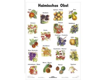 Lehrtafel - Heimisches Obst