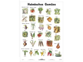 Lehrtafel - Heimisches Gemüse