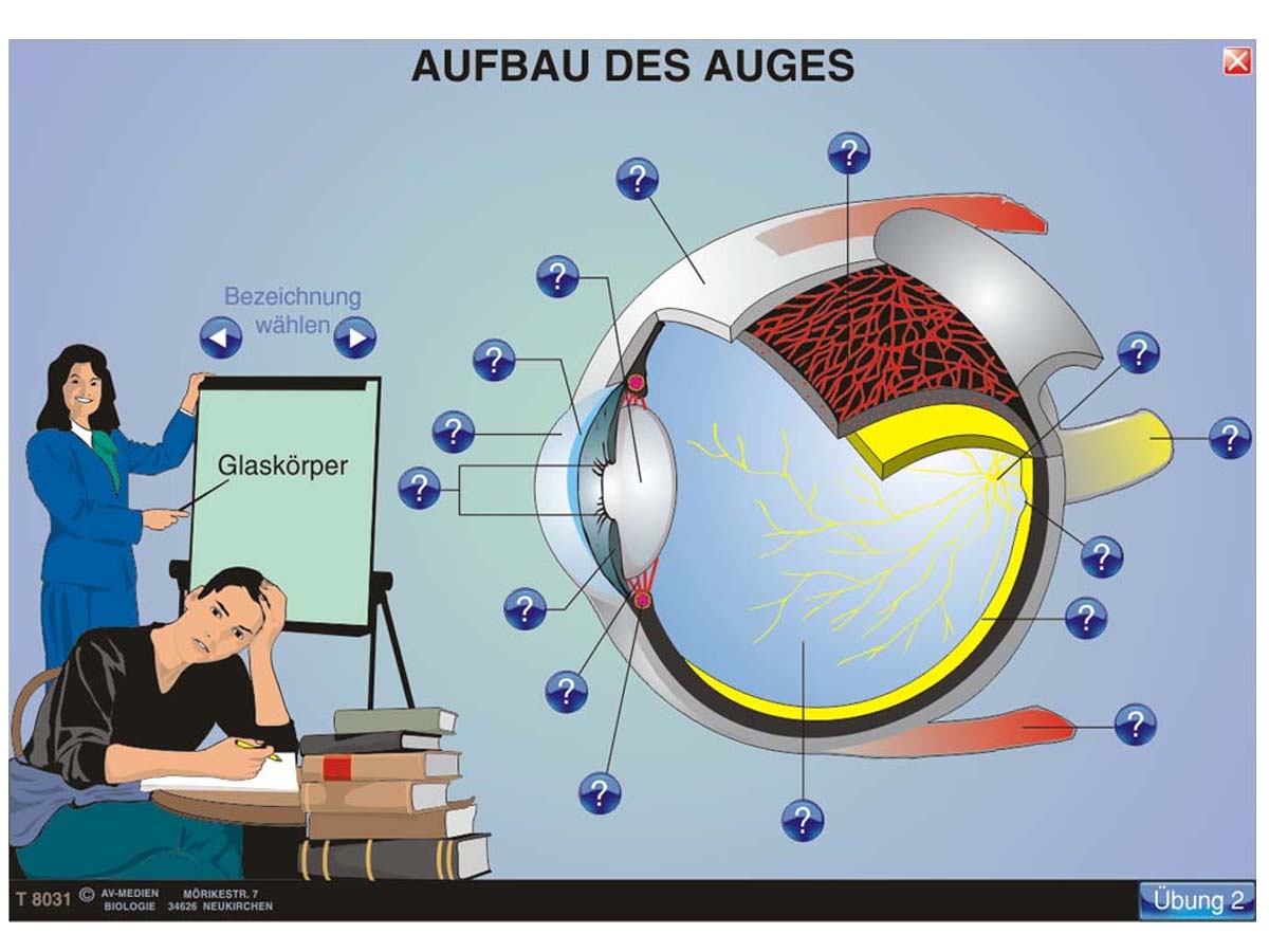 Humanbiologie 2: Sinnesorgane – Bild 2