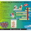 Humanbiologie 3: Lunge, Atmung, Herz, Blutkreislauf - Thumbnail Image 2