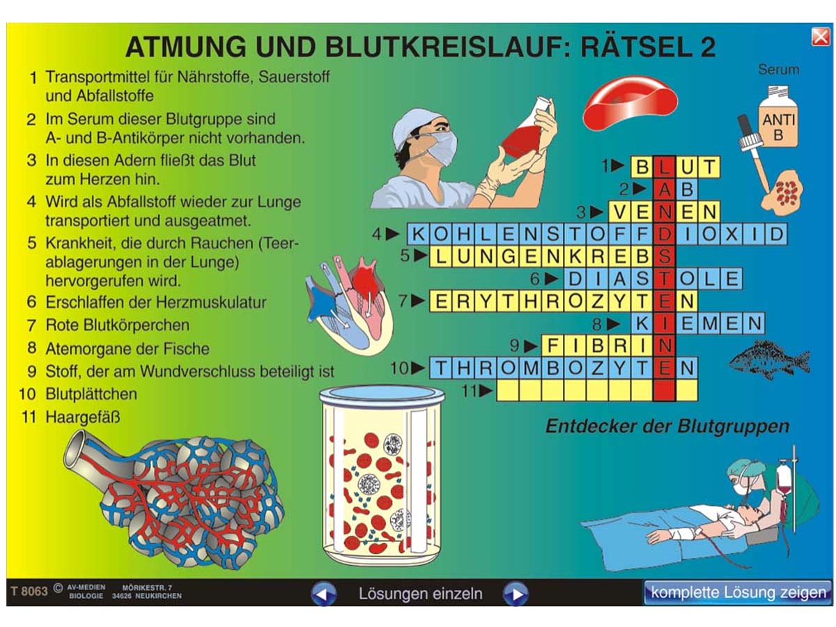 Humanbiologie 3: Lunge, Atmung, Herz, Blutkreislauf – Bild 2