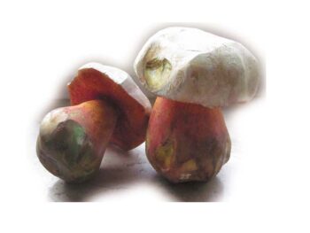 Pilzmodell - Satanspilz