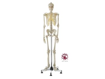 Künstliches Homo-Skelett