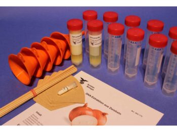 DNA-Extraktion aus der Zwiebel