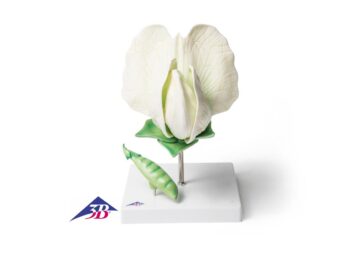 Erbsenblüte